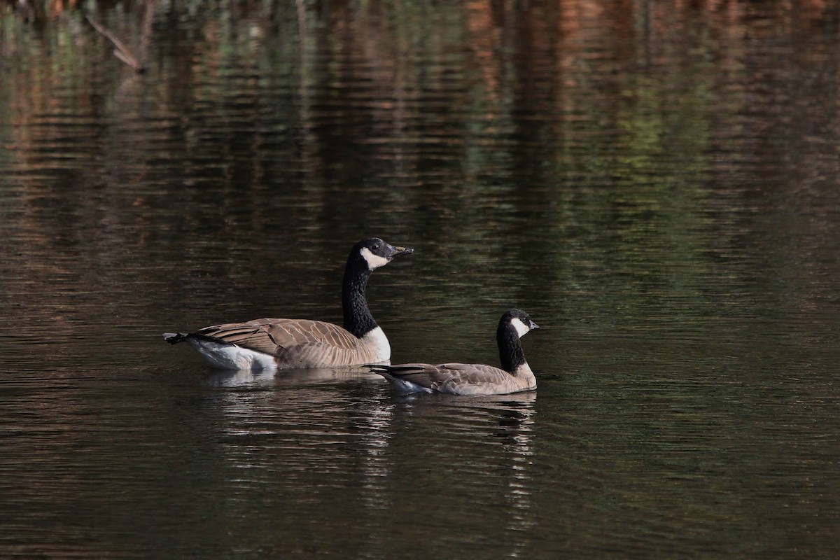 Cackling Goose - ML130745281