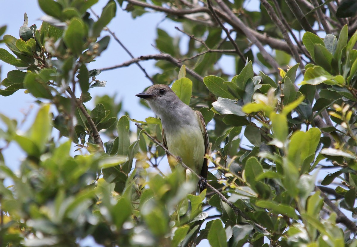 Brown-crested Flycatcher - Mark Gallagher