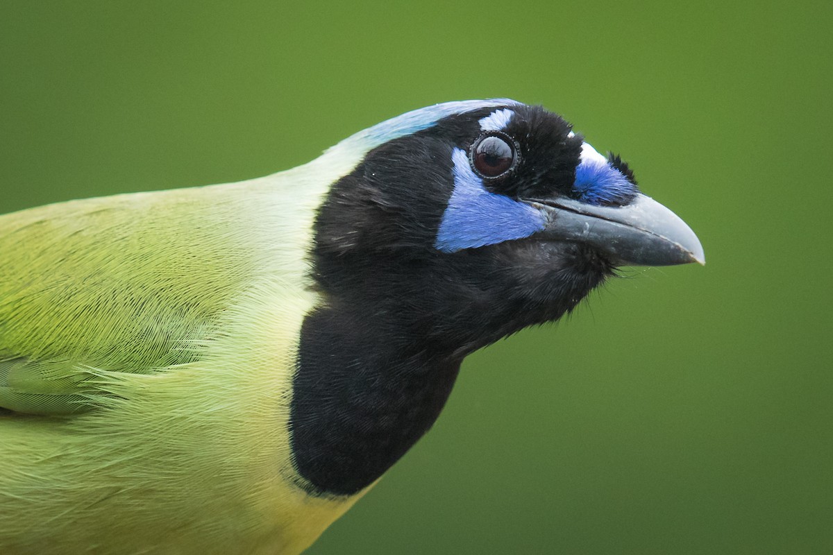 Green Jay - ML130747351