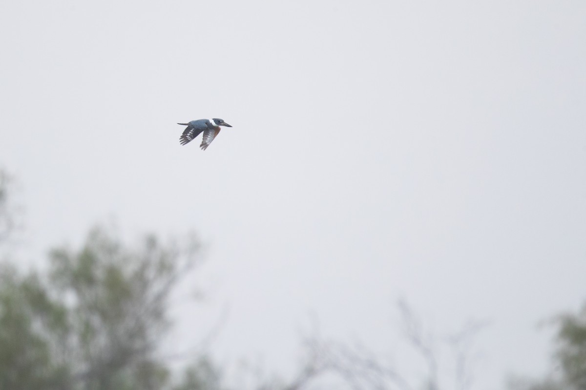 Ringed Kingfisher - Ryan Sanderson