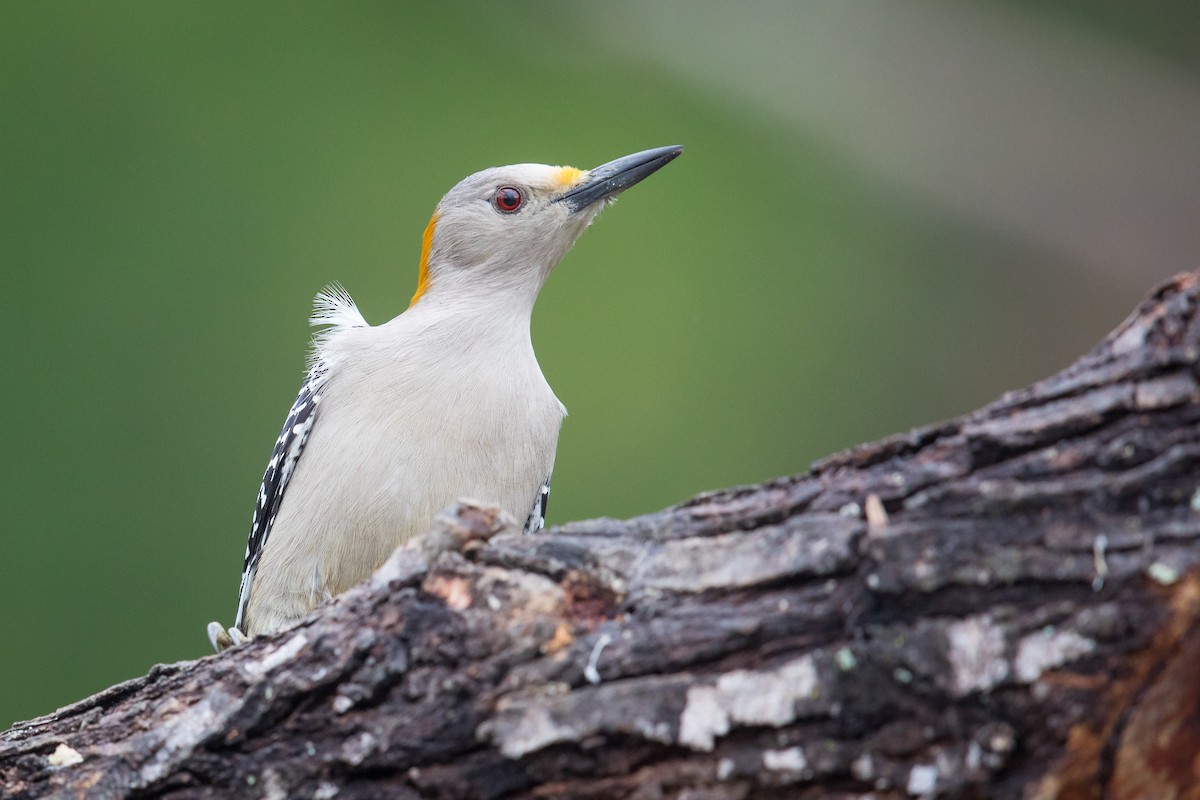 Golden-fronted Woodpecker - Ryan Sanderson