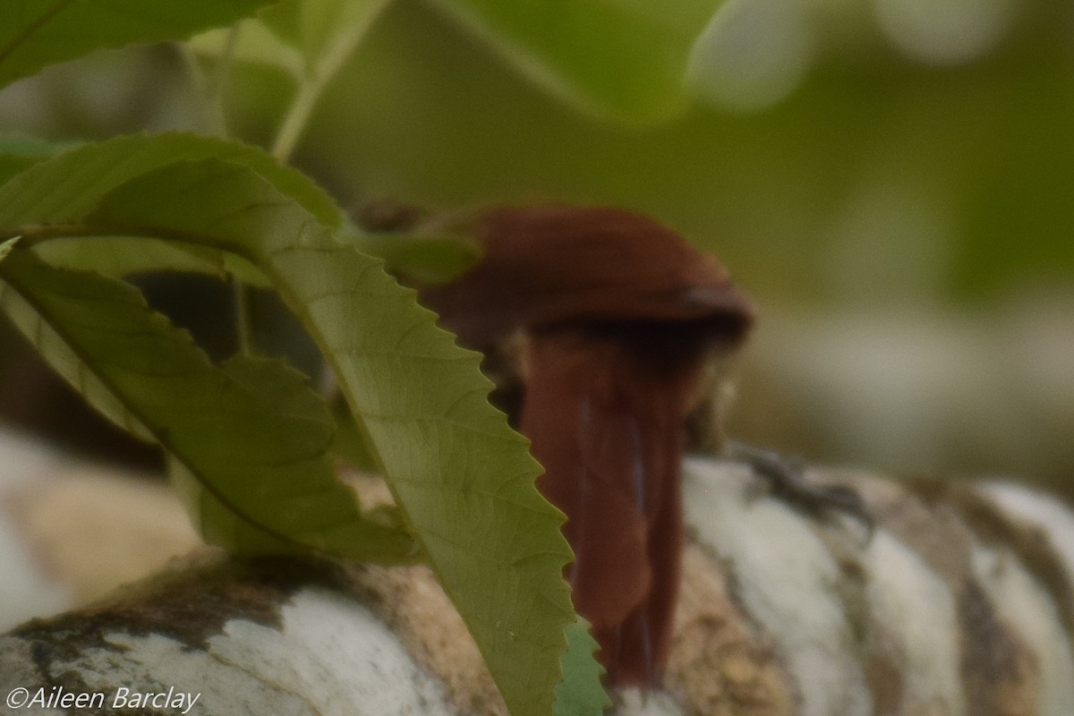 Olivaceous Woodcreeper - Aileen Barclay