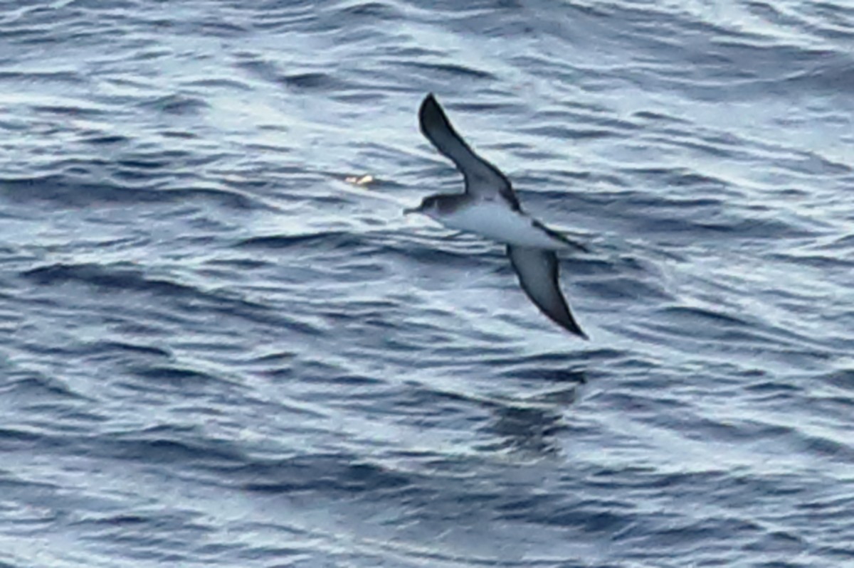 Manx Shearwater - Ed McVicker