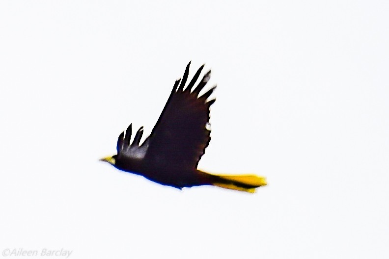 Crested Oropendola - Aileen Barclay