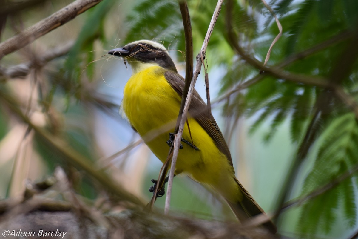 Social Flycatcher - Aileen Barclay