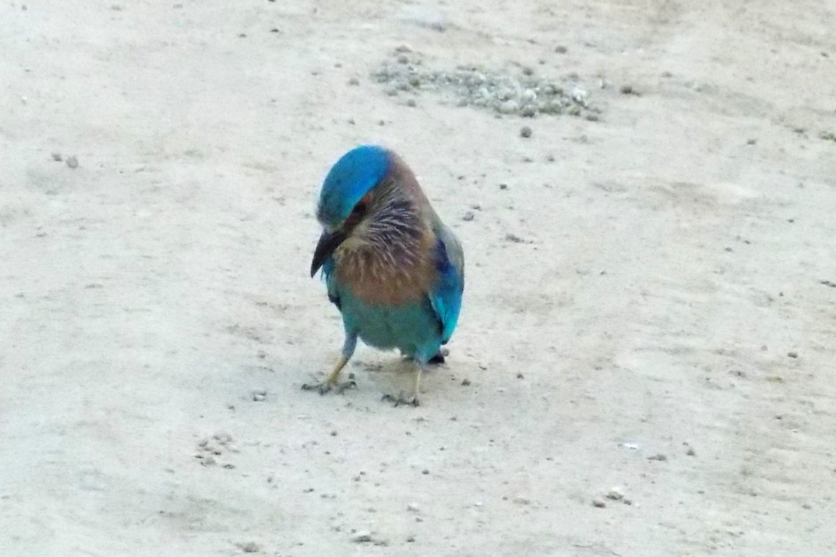 Indian Roller - Bruce Wedderburn