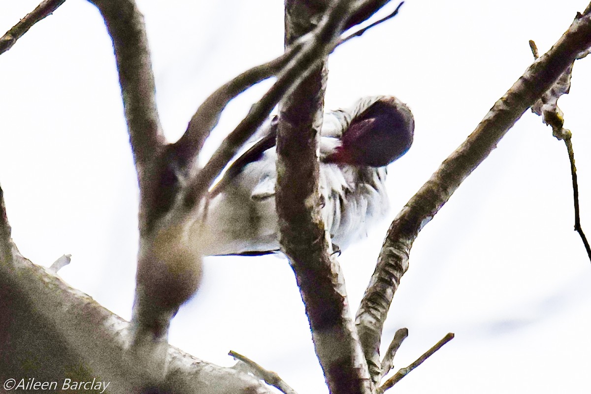 Black-tailed Tityra - Aileen Barclay