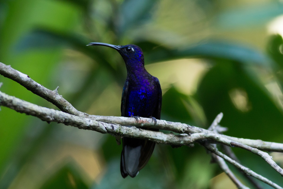 Colibrí Morado - ML130756281