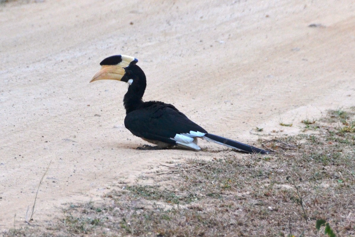 Malabar Pied-Hornbill - ML130756501