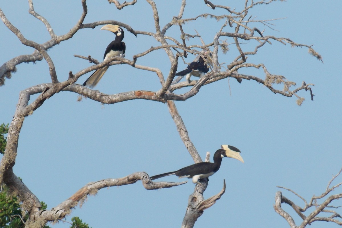 Malabar Pied-Hornbill - ML130756541