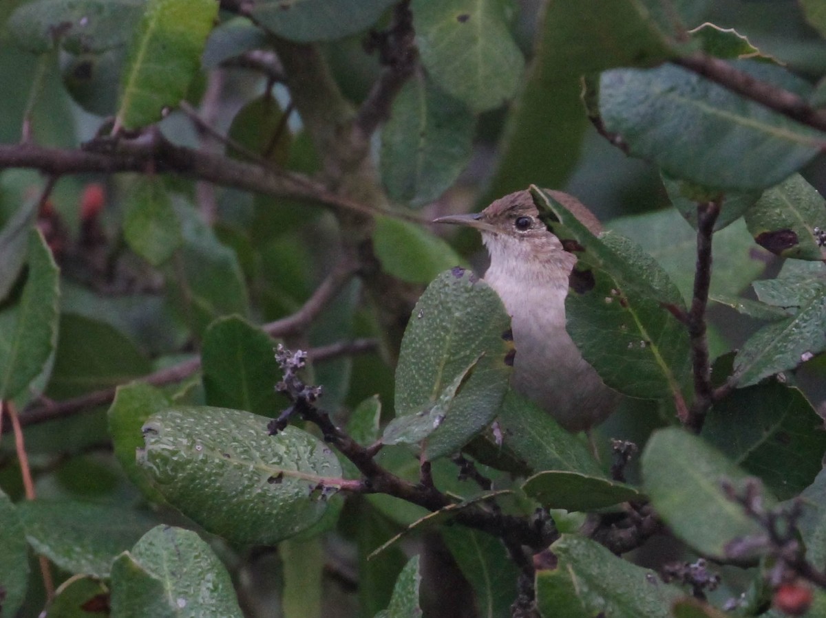 House Wren - ML130756651