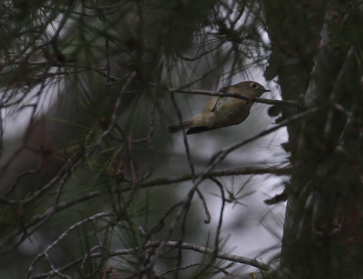 Ruby-crowned Kinglet - ML130756841