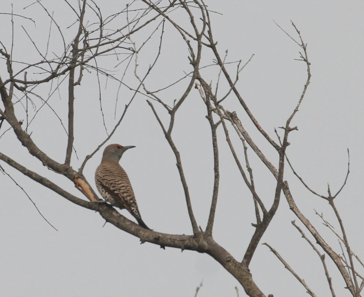 Northern Flicker - ML130757011