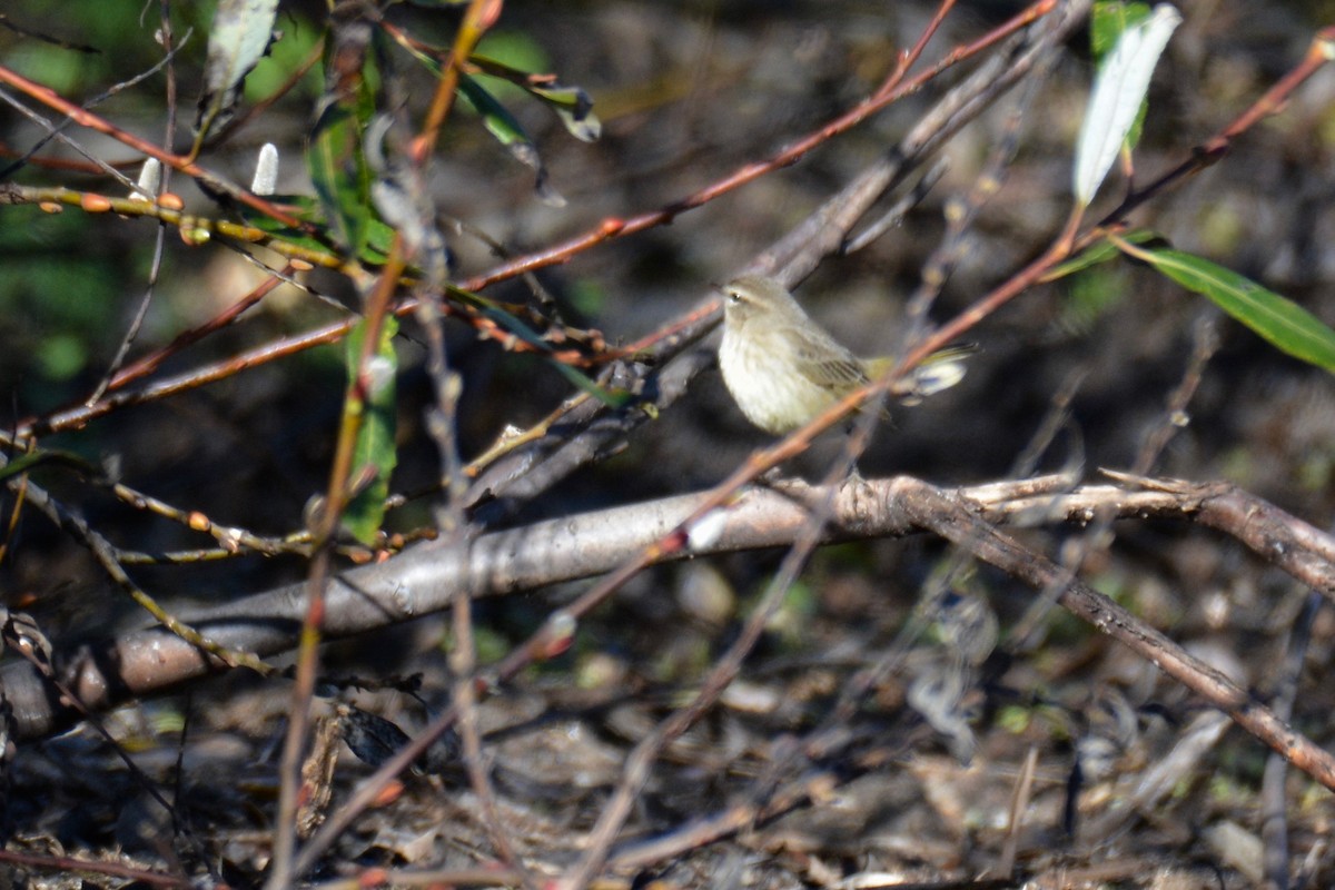 Palm Warbler - ML130758541