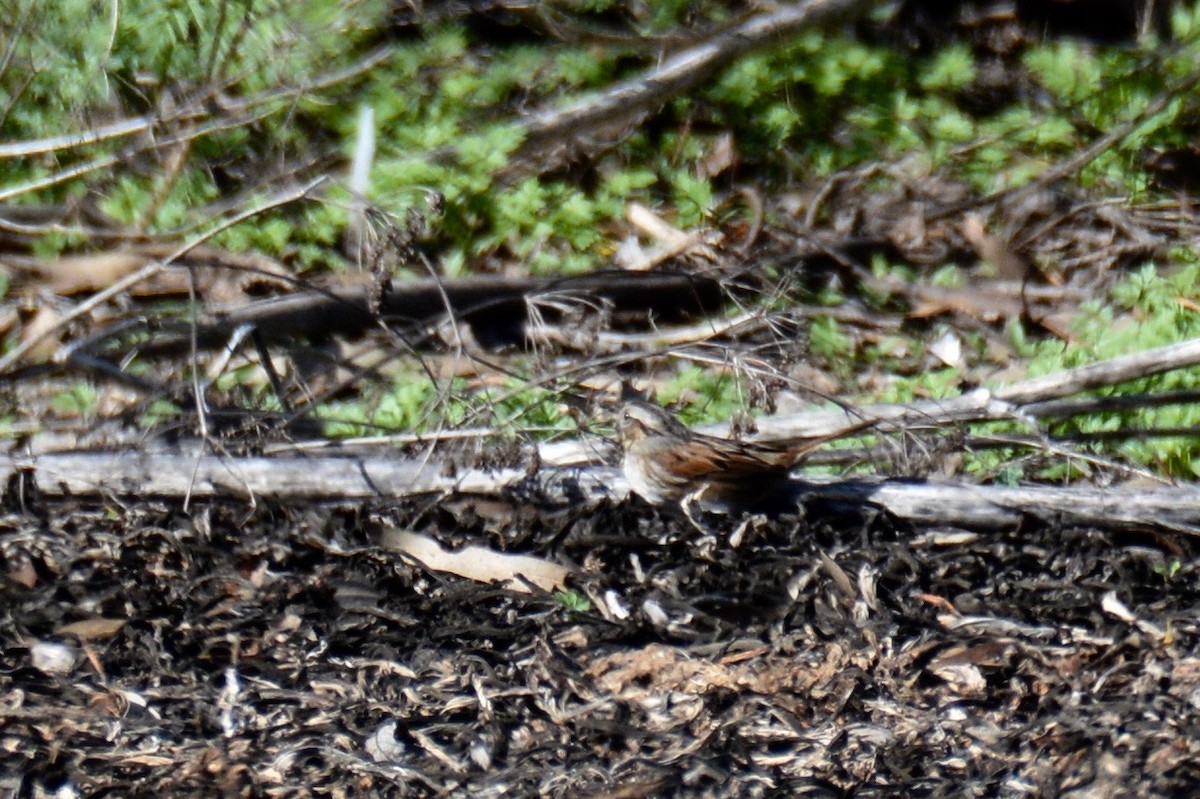 Swamp Sparrow - ML130758551