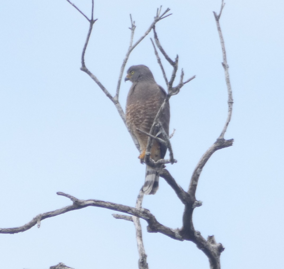 Roadside Hawk - ML130758961