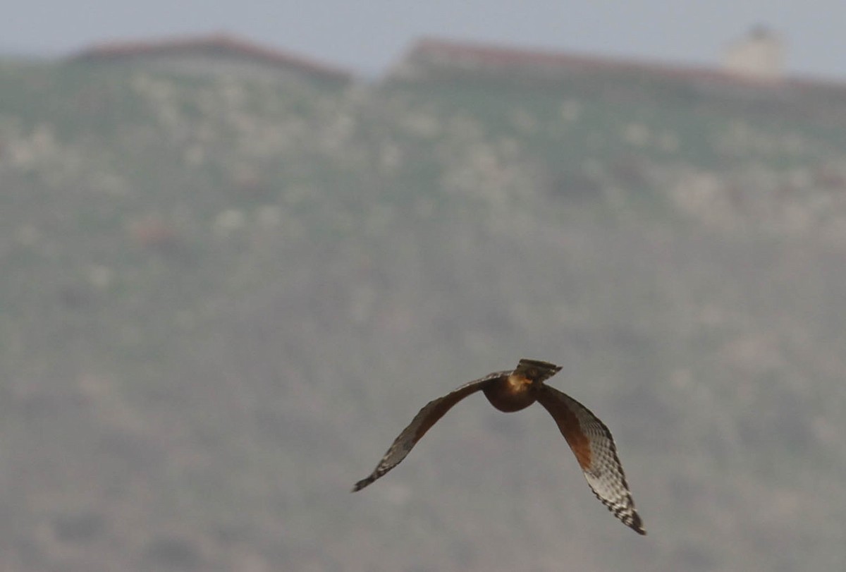 Red-shouldered Hawk - ML130759011