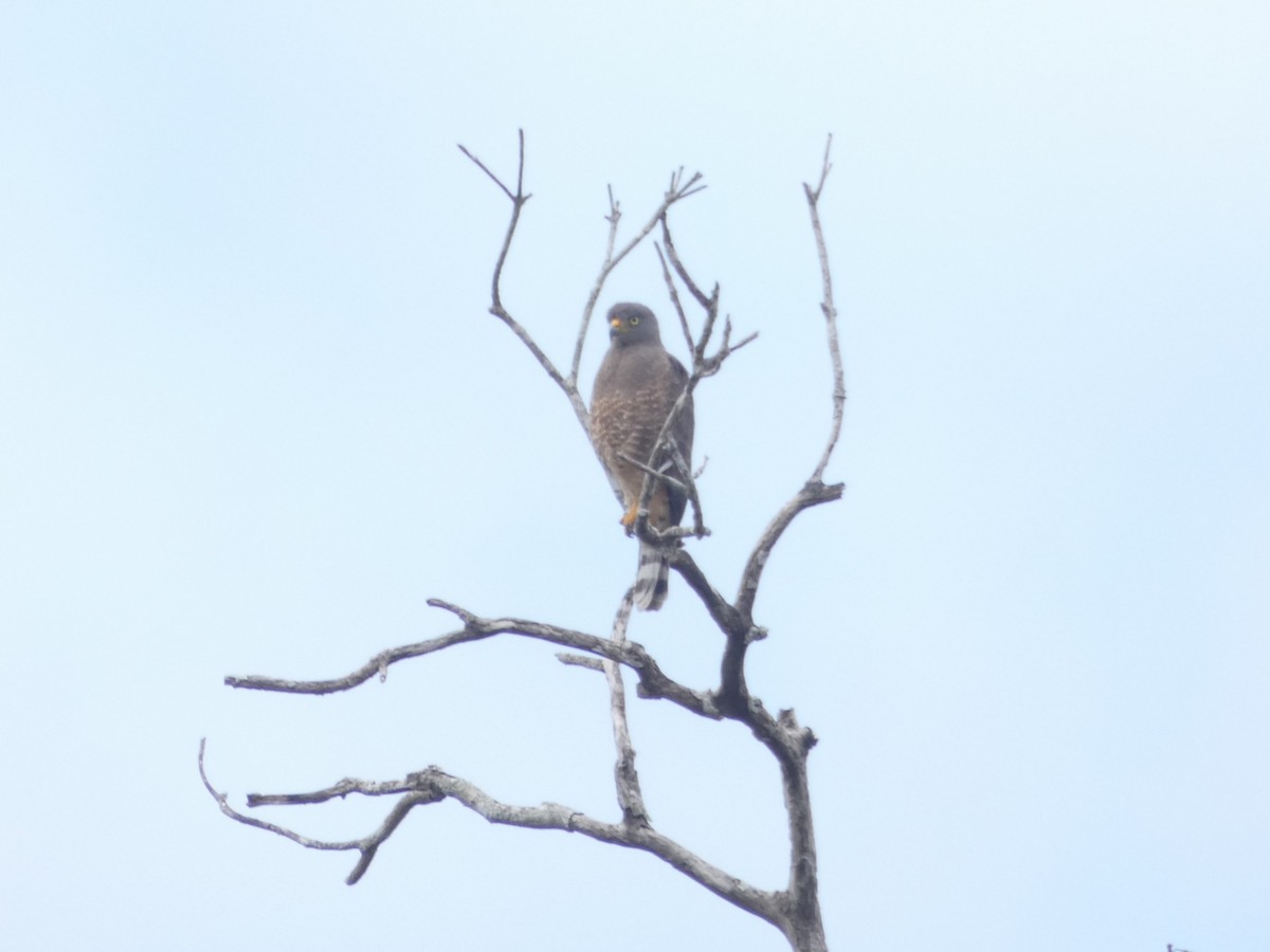 Roadside Hawk - ML130759021