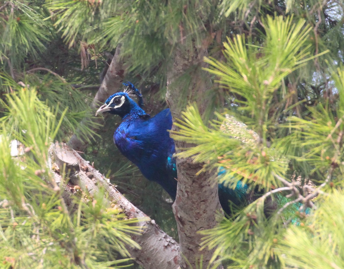 Indian Peafowl (Domestic type) - ML130759111