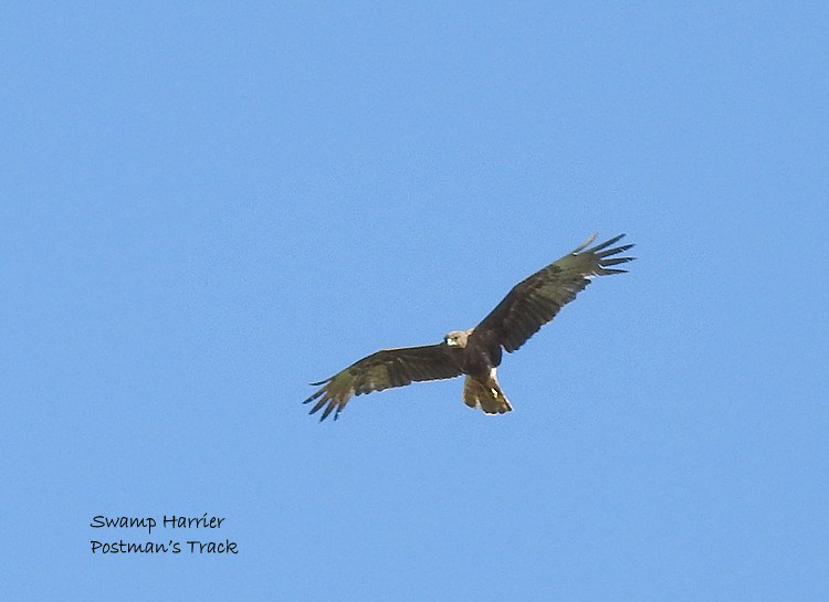 Swamp Harrier - Marie Tarrant