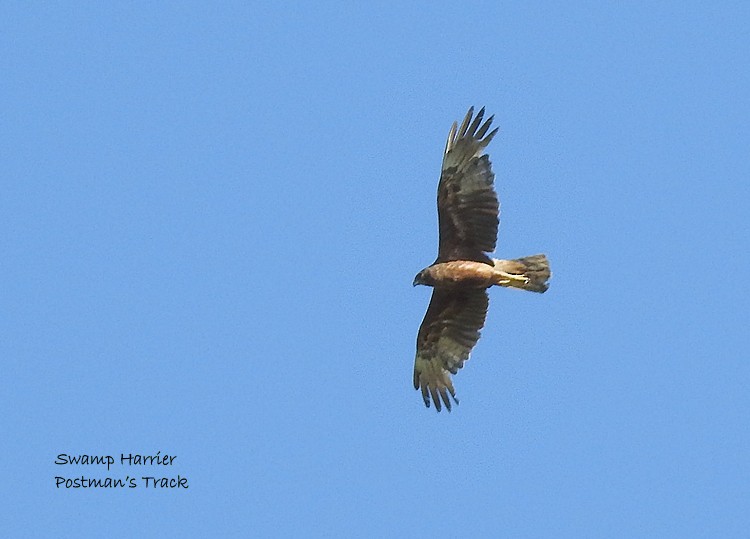 Swamp Harrier - ML130759161