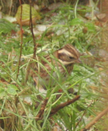 Rustic Bunting - Patty Rose