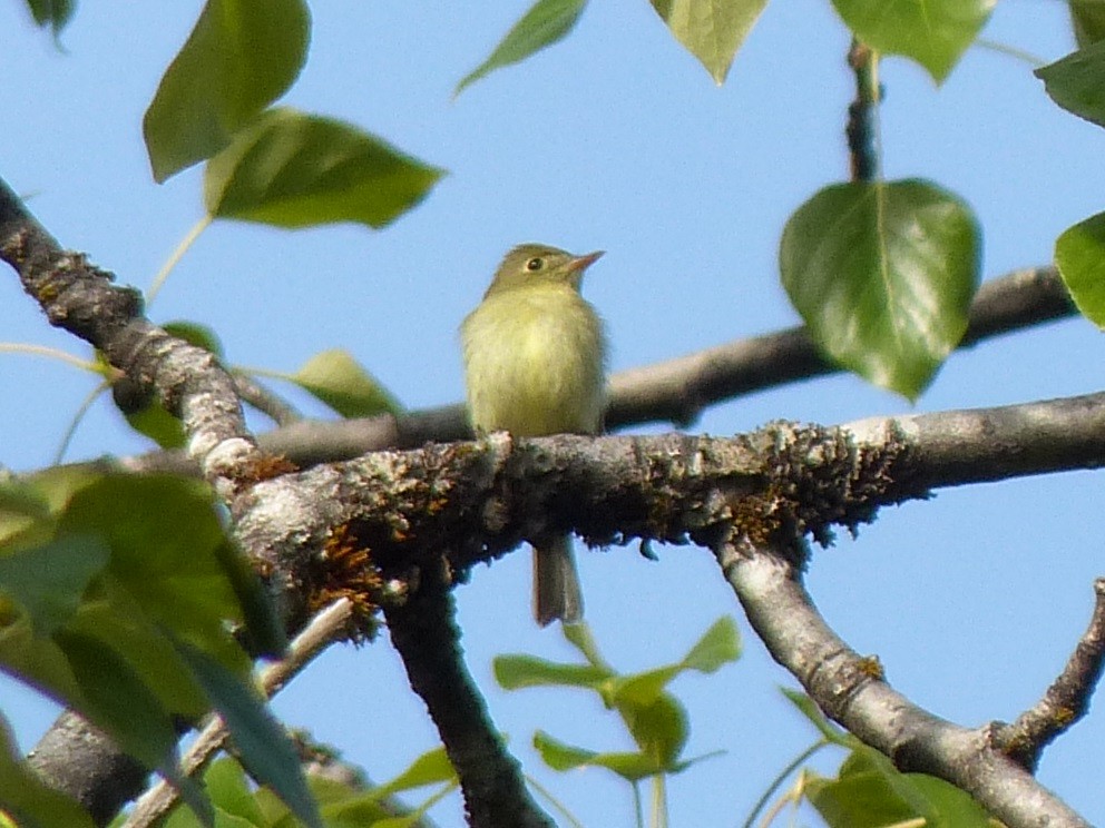 Yellow-bellied Flycatcher - ML130760441