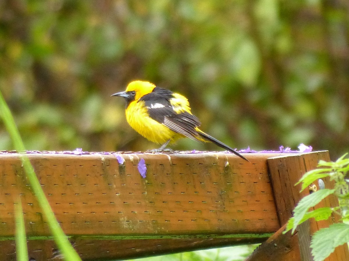 Hooded Oriole - Patty Rose