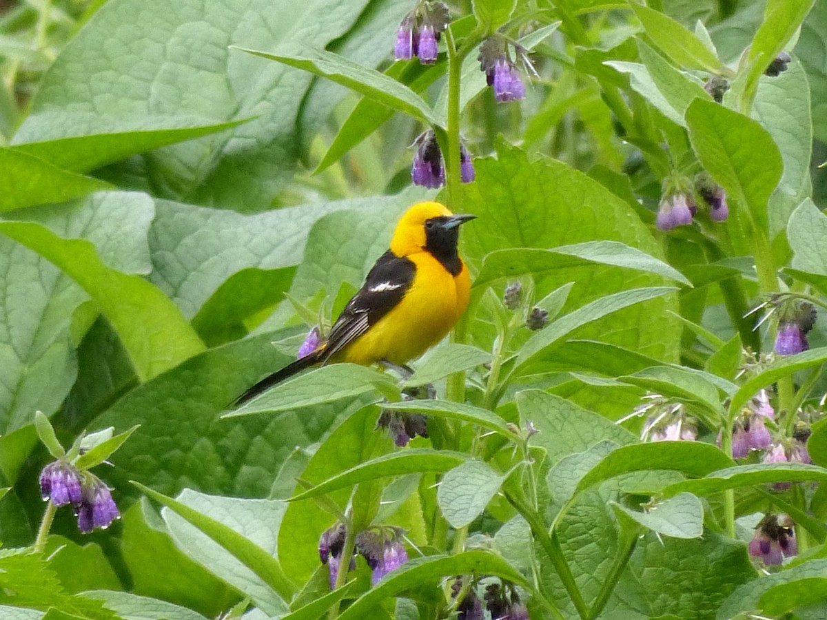 Hooded Oriole - Patty Rose