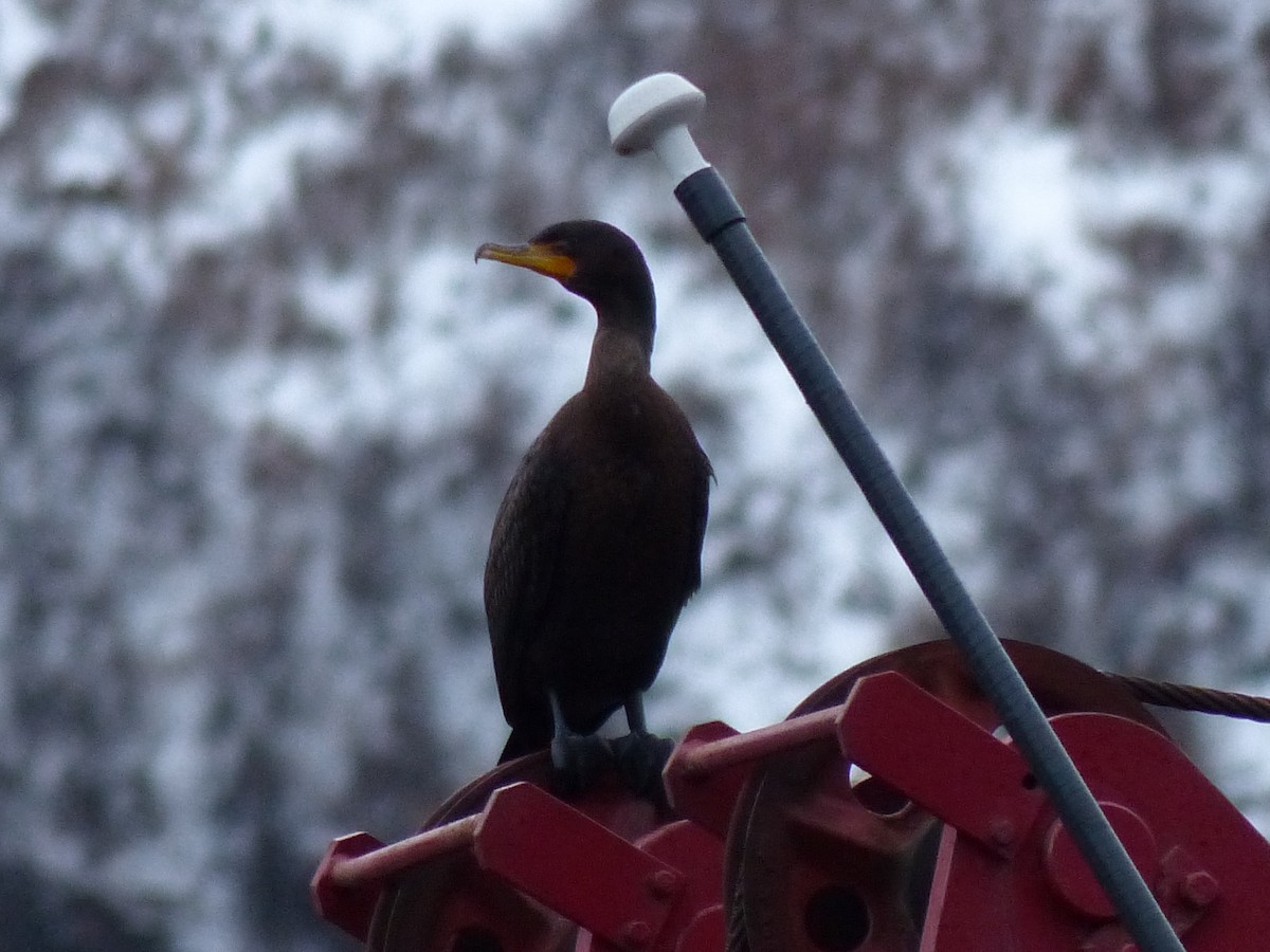 Double-crested Cormorant - ML130760771