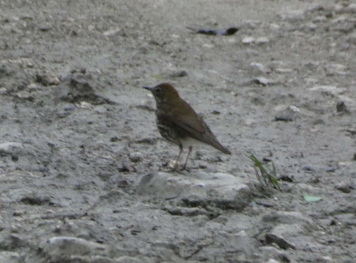 Wood Thrush - ML130762421