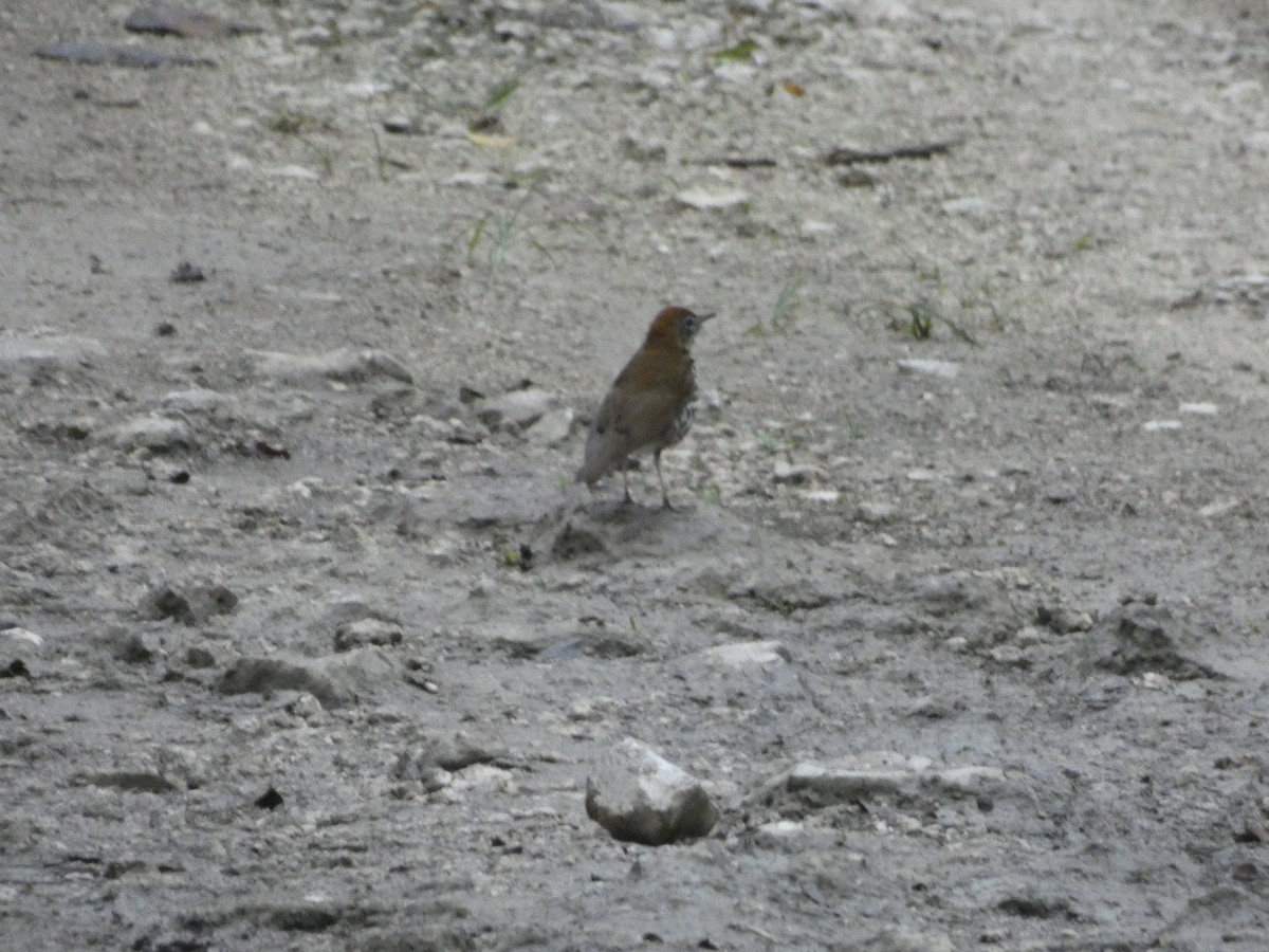 Wood Thrush - ML130762431