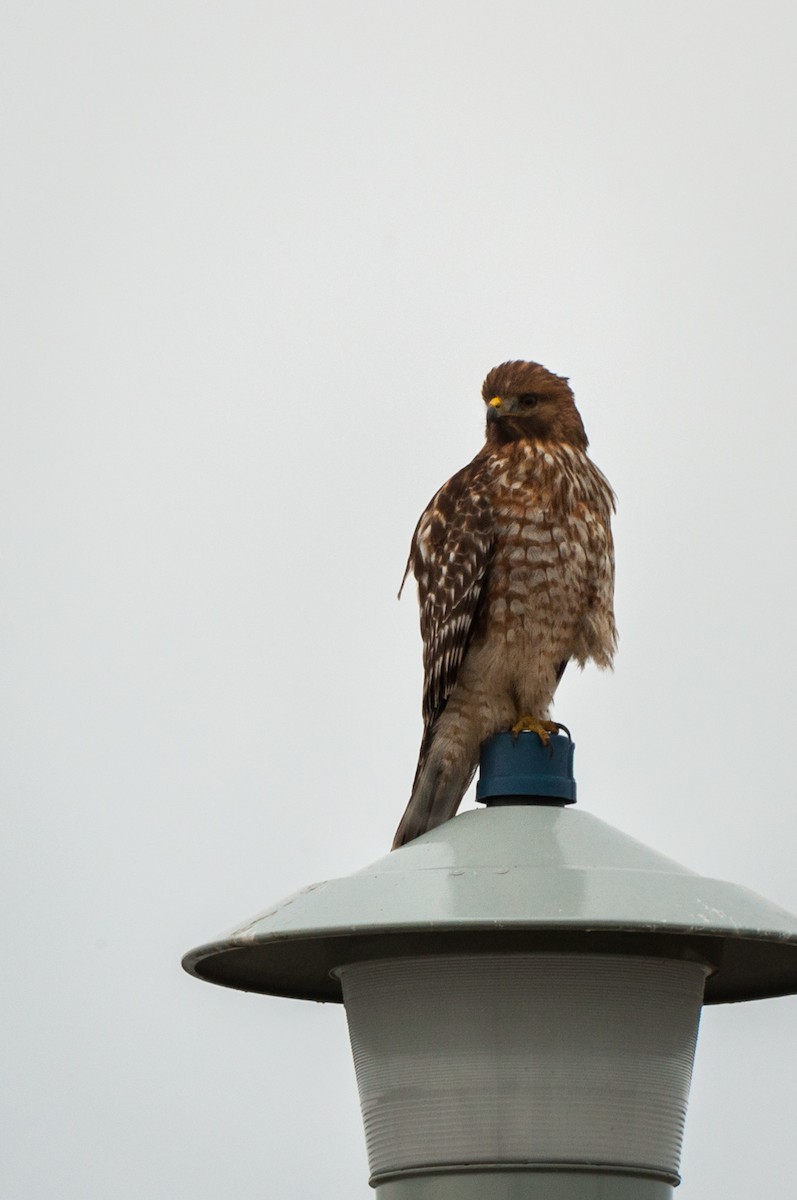 Red-shouldered Hawk - ML130762551