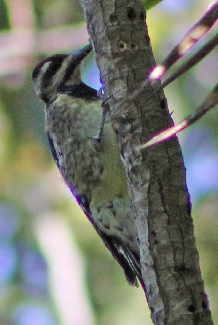 Yellow-bellied Sapsucker - ML130763811