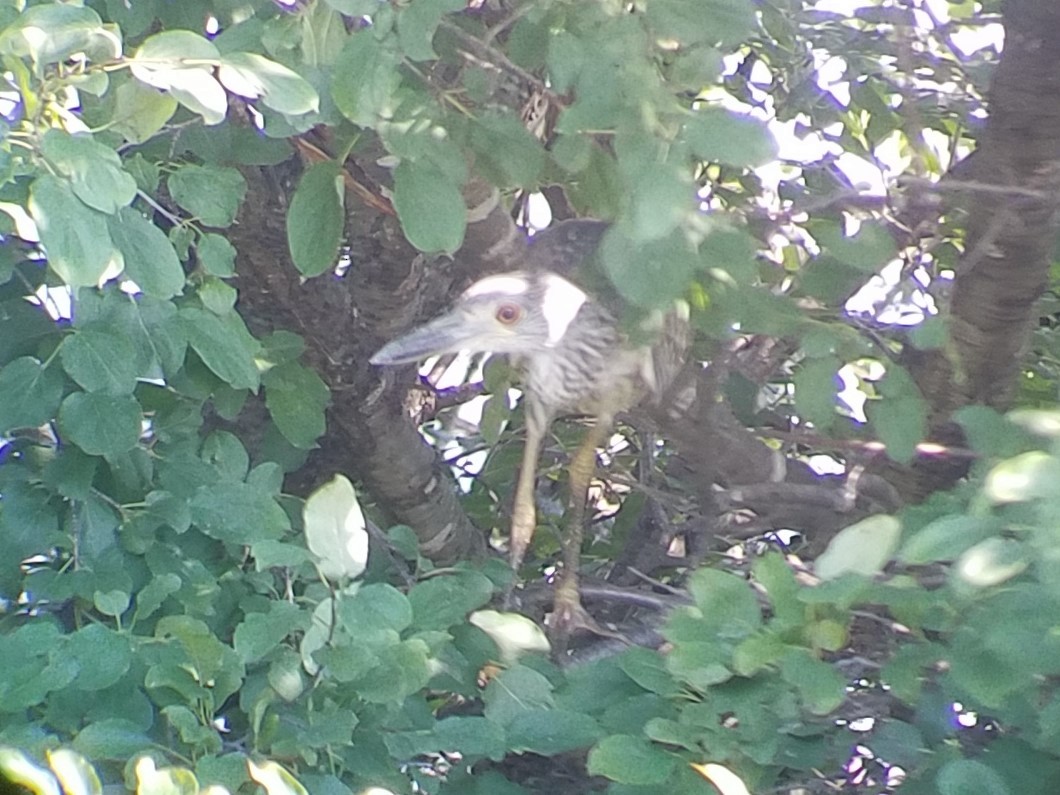 Yellow-crowned Night Heron - ML130764661