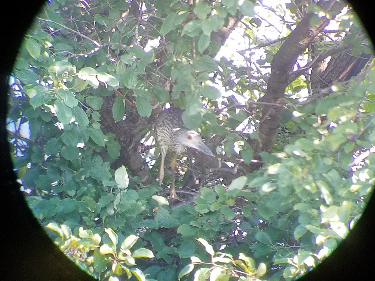 Yellow-crowned Night Heron - ML130764741