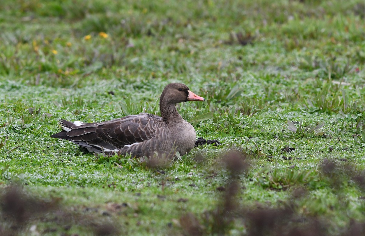 Greater White-fronted Goose - ML130764951