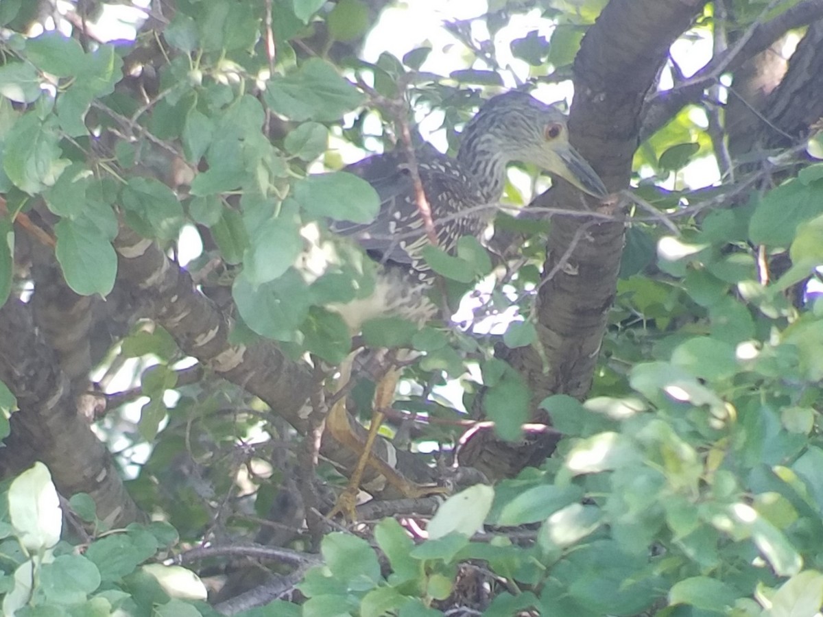 Yellow-crowned Night Heron - ML130765001