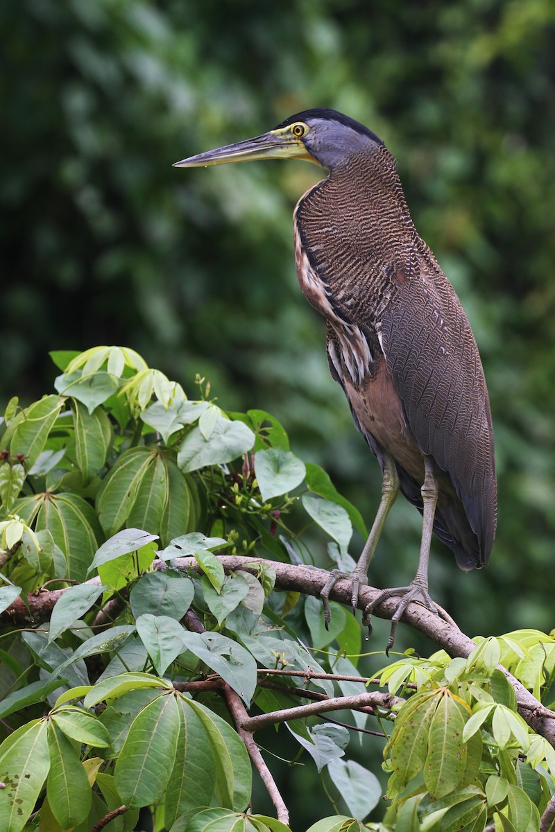 Bare-throated Tiger-Heron - ML130767881