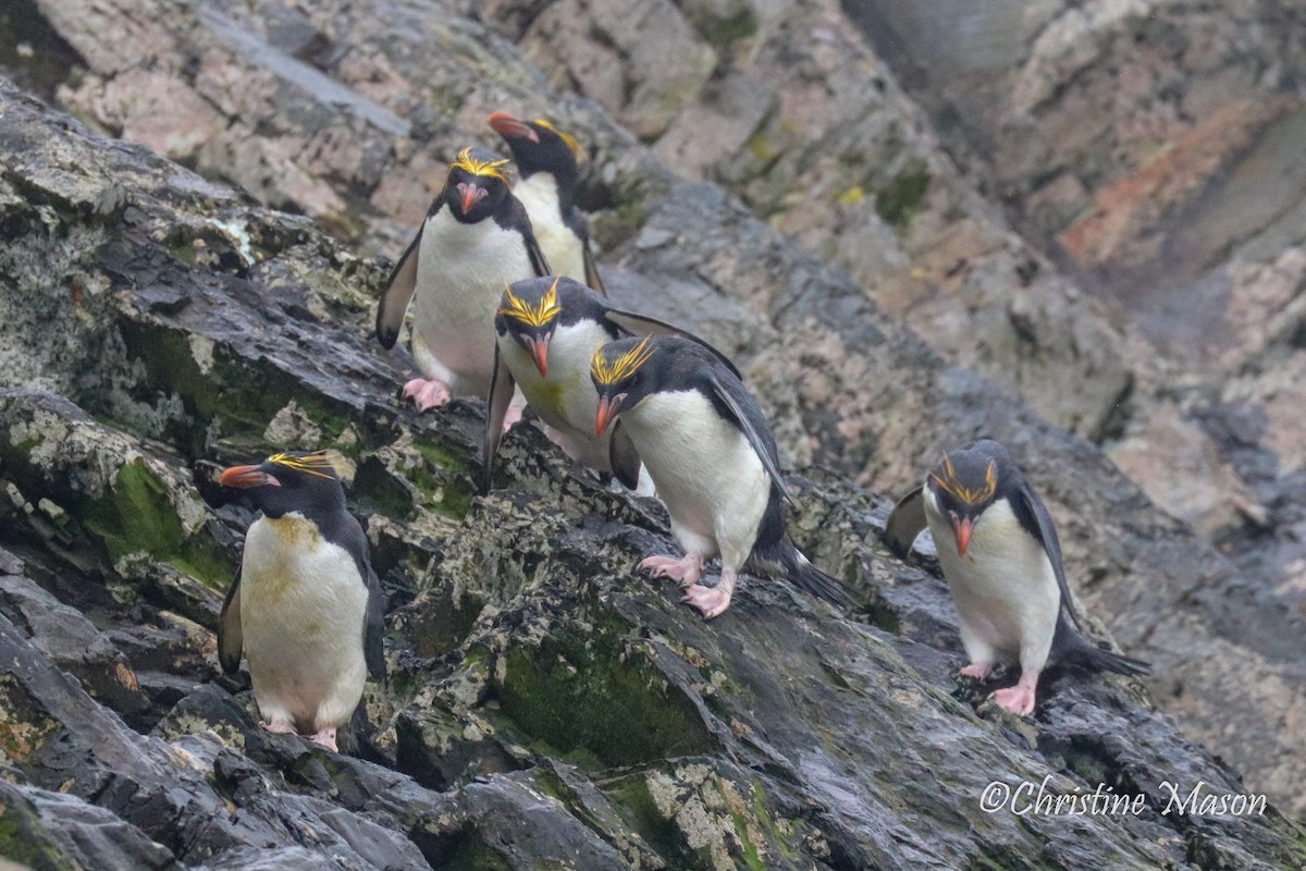 Macaroni Penguin - Christine Mason