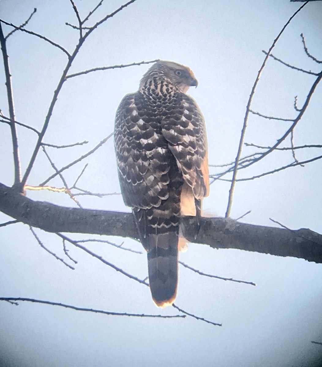 American Goshawk - ML130769671