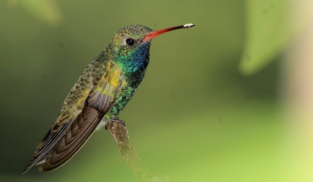 Field Identification - Broad-billed Hummingbird - Cynanthus