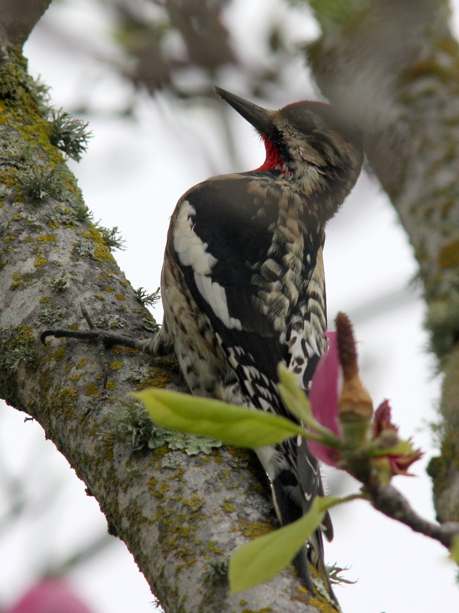 Yellow-bellied Sapsucker - ML130771071