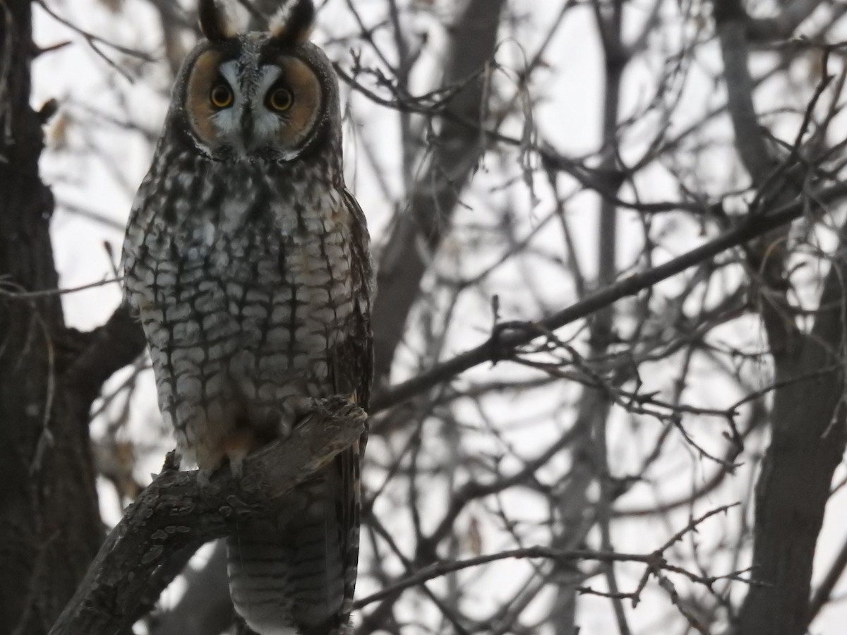 Long-eared Owl - ML130772571