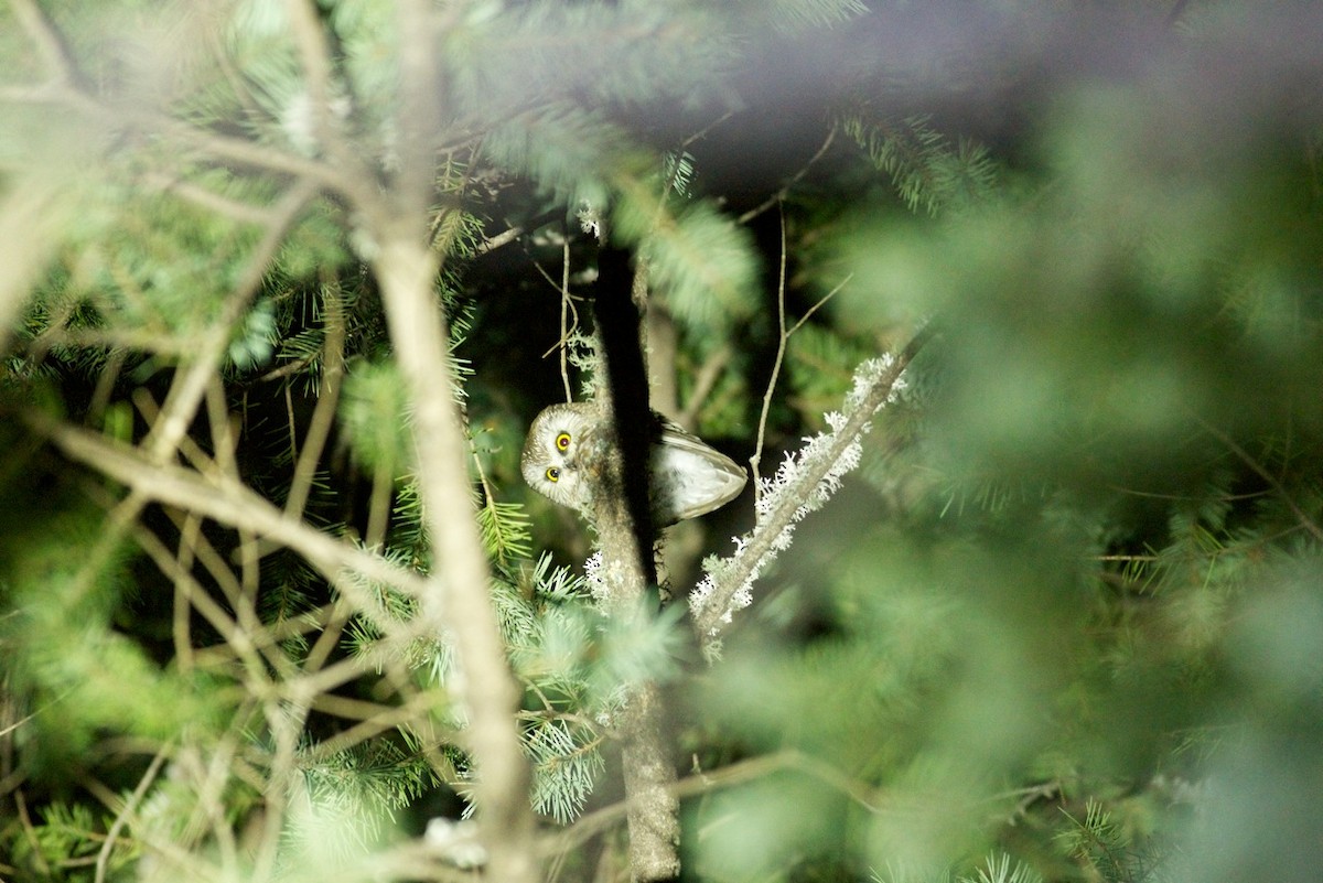 Northern Saw-whet Owl - ML130772601