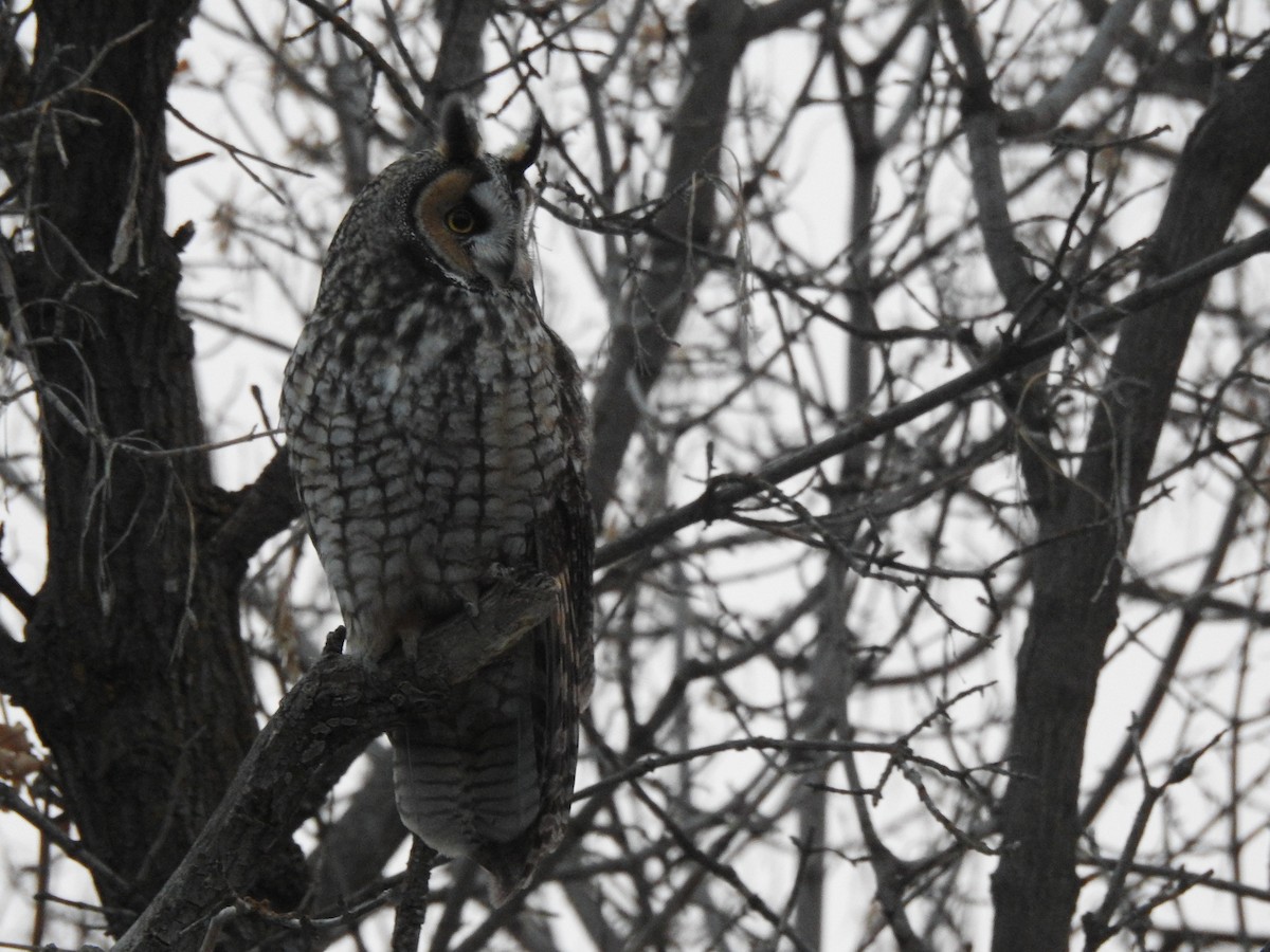 Long-eared Owl - ML130772861