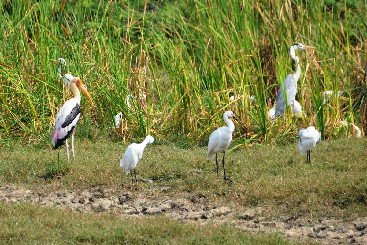 Painted Stork - Bruce Wedderburn