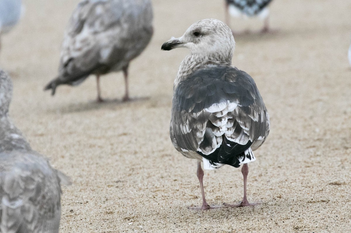 Gaviota de Kamchatka - ML130774361