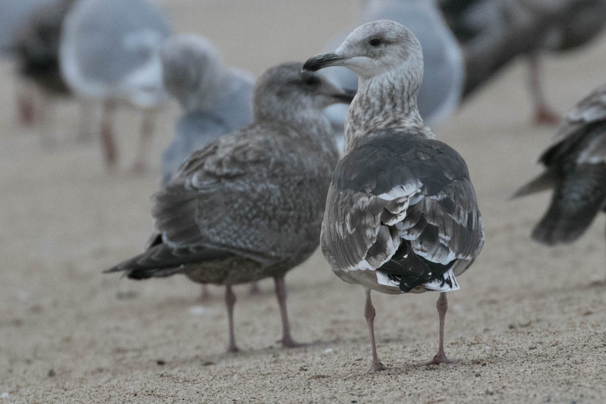 Slaty-backed Gull - ML130774371