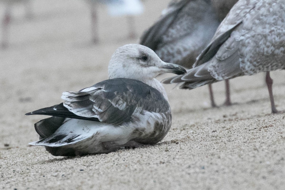 Slaty-backed Gull - ML130774411